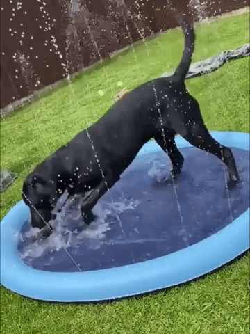 Dog Splash Sprinkler Pad Schematic